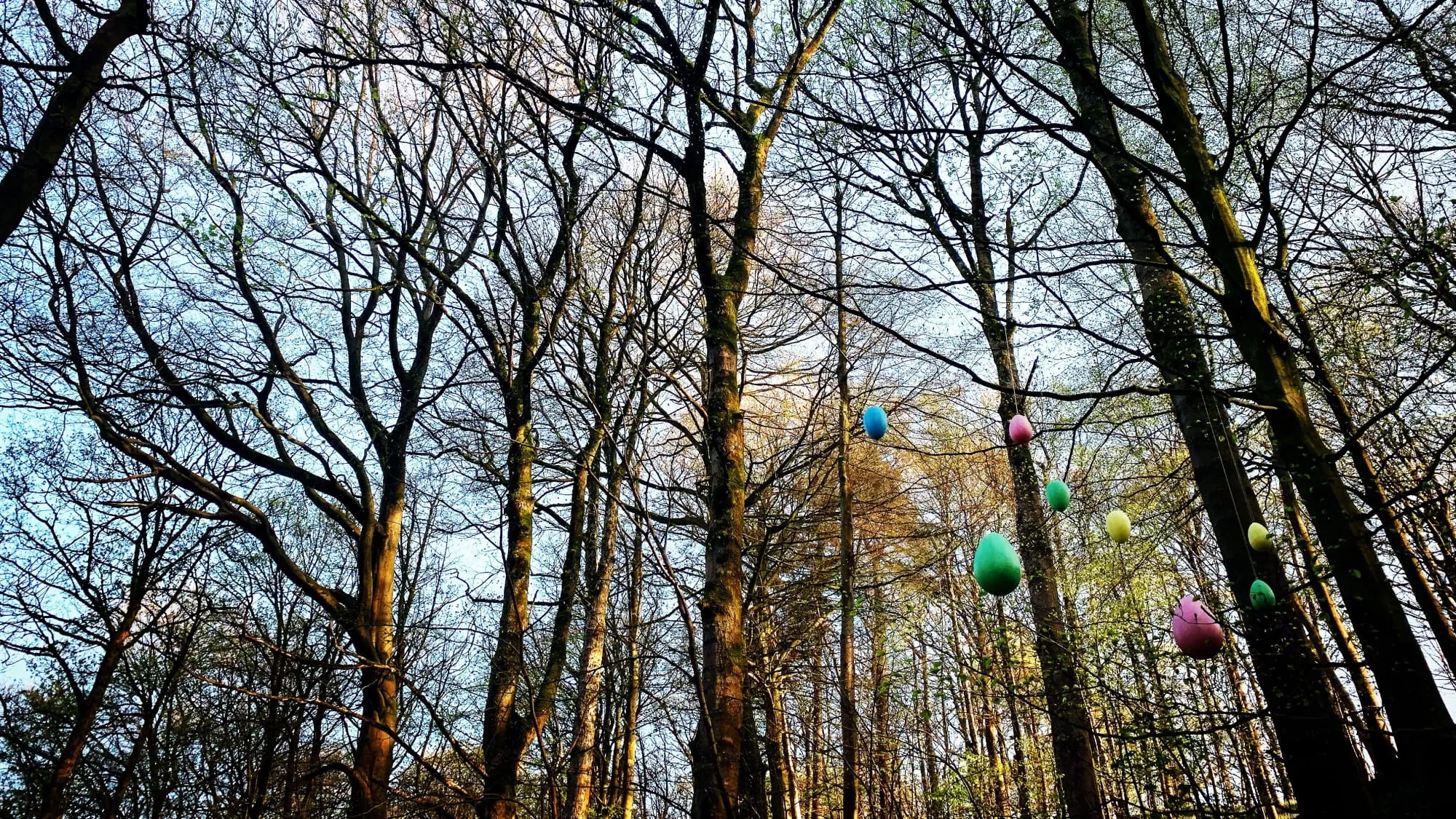 Easter eggs of every colour and size hanging from trees